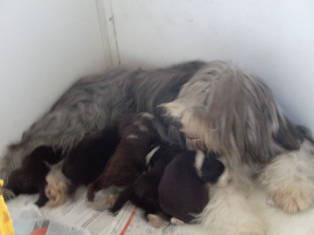 chiot Bearded Collie a dream of Bear'd