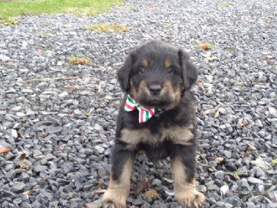 CHIOT 2 VENTOUX