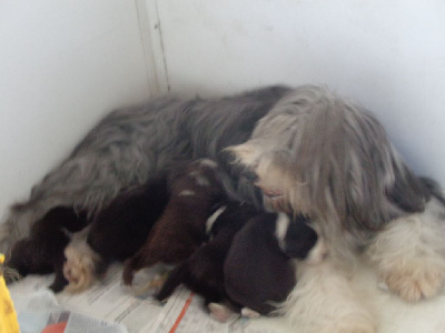 a dream of Bear'd - Bearded Collie - Portée née le 16/07/2024