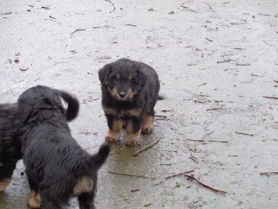 CHIOT 2 VENTOUX