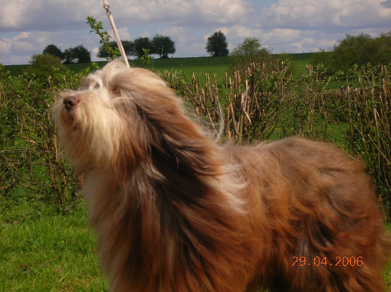 CH. Patsy Des Bergers des Mille et Une Nuit