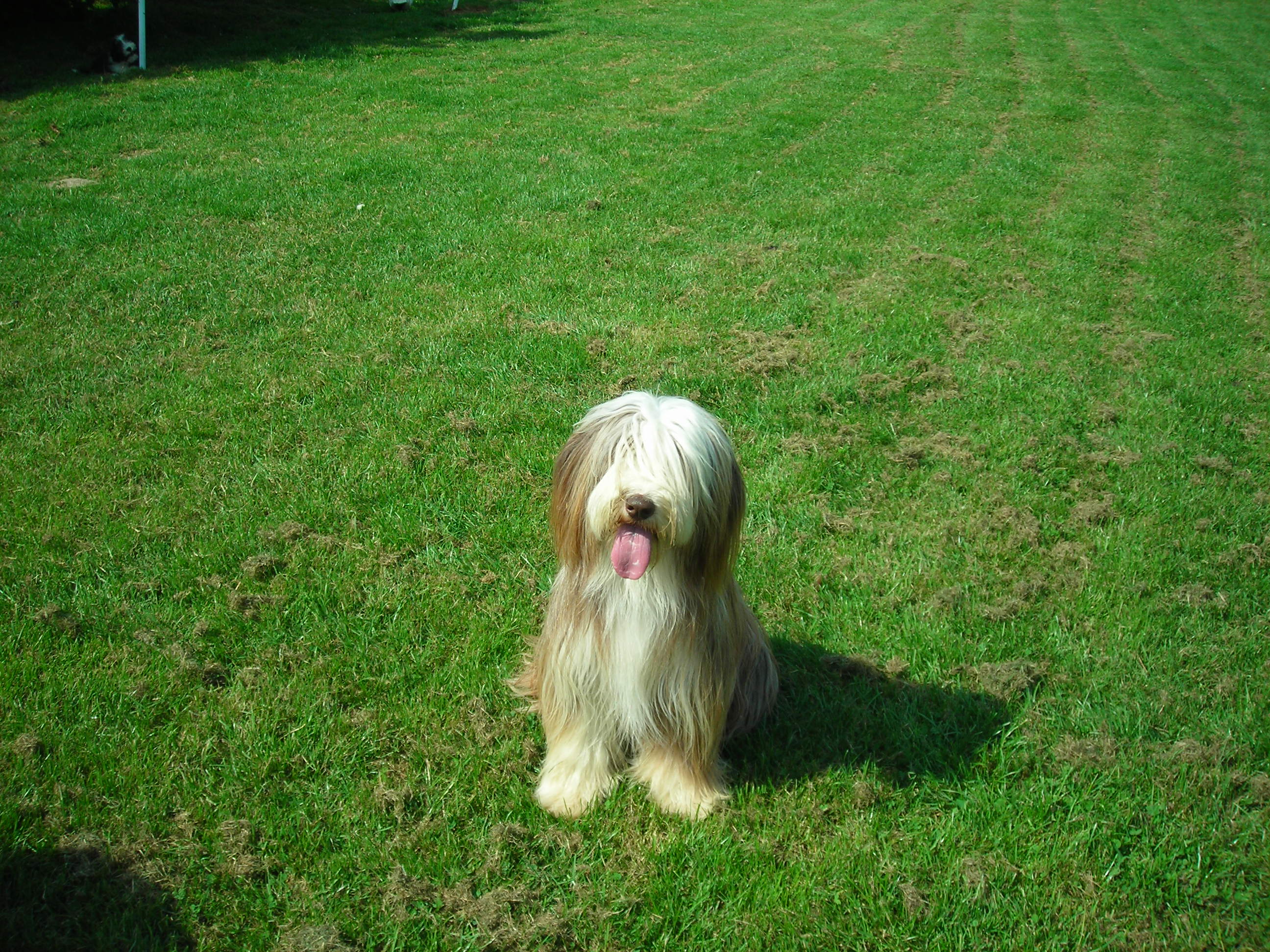 Tsarine dite vanille de la coffignole