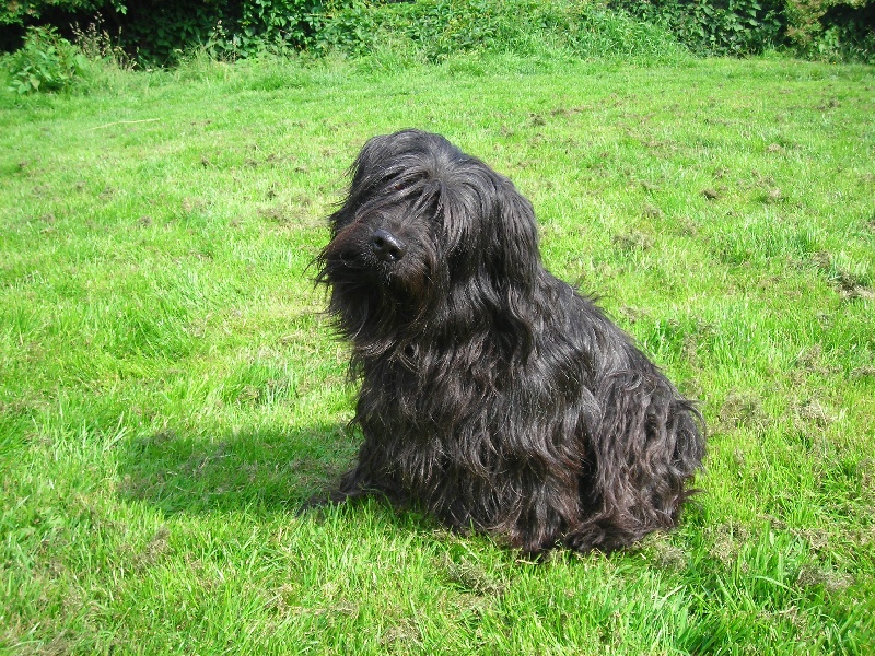 Tiberiade dit nourse de la Gosserie du Marais