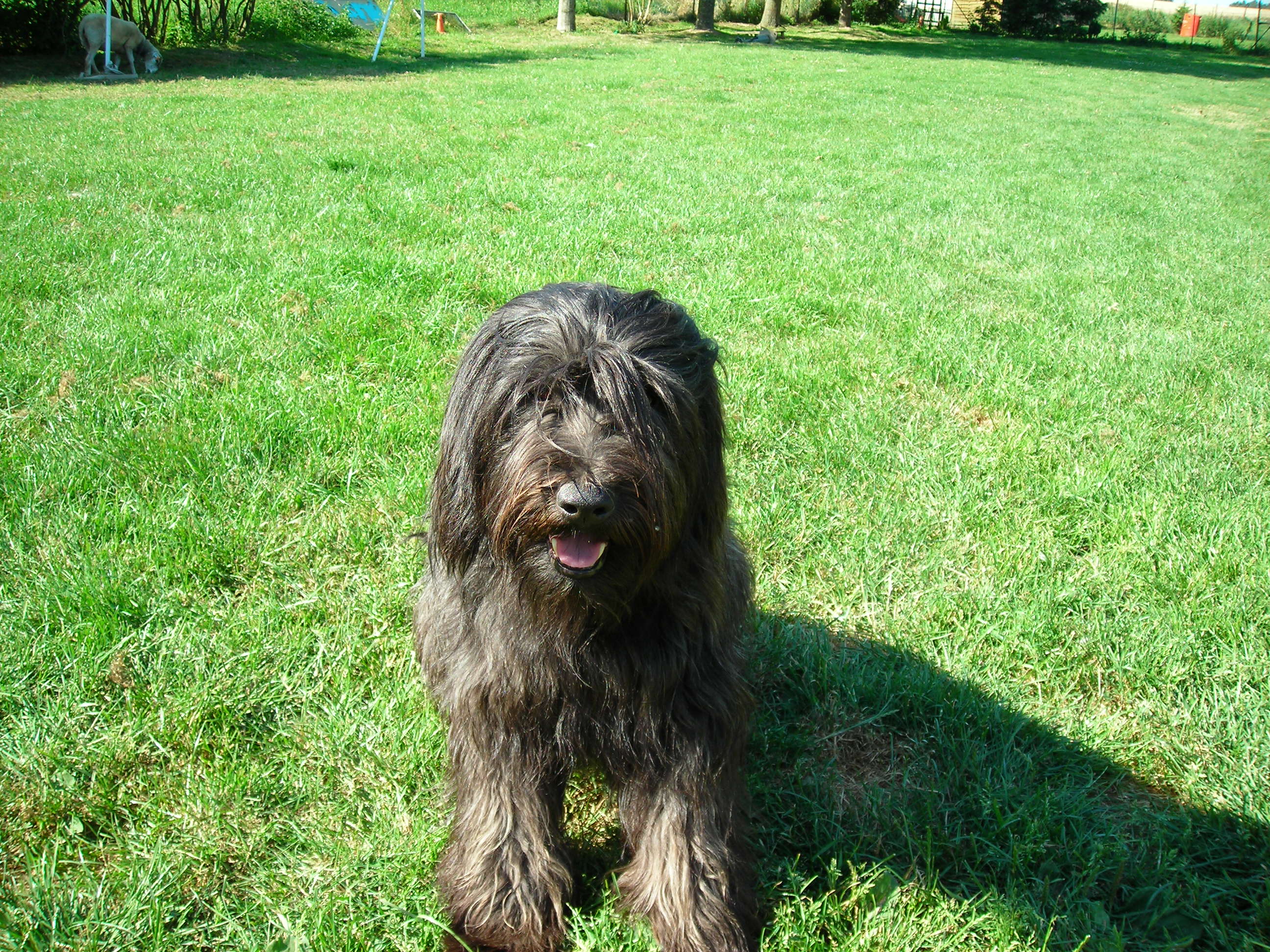 CH. Volcanite (Sans Affixe)