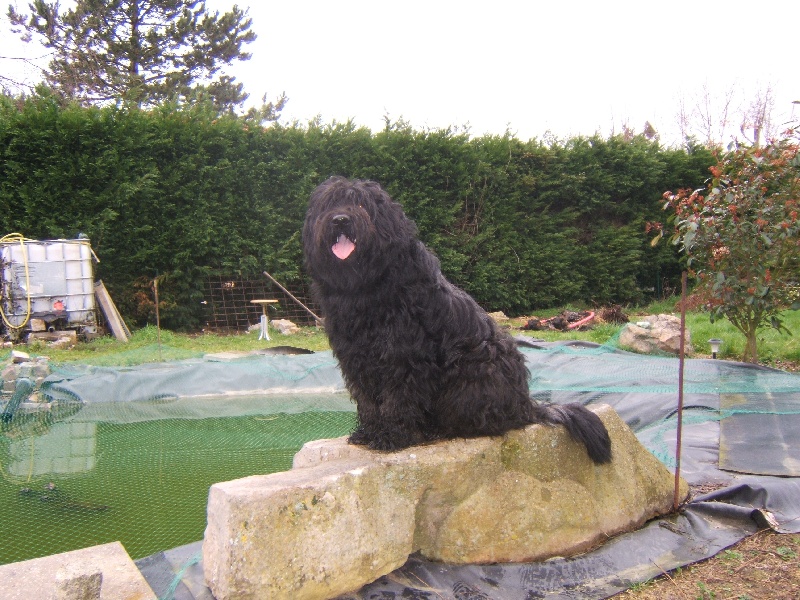 CH. Vuelto a dream of Bear'd