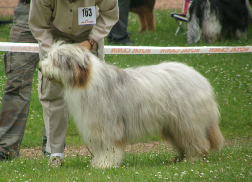 Bearsdyn a dream of Bear'd