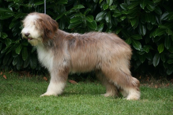 Chewbaka a dream of Bear'd