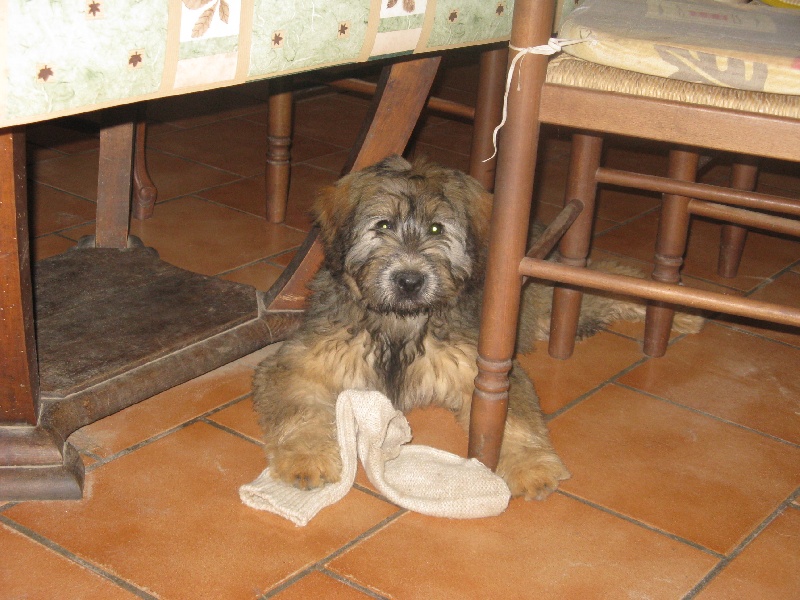 CH. Dragonela a dream of Bear'd