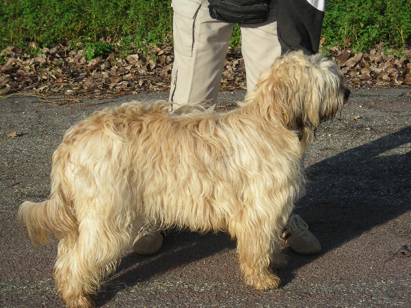 CH. dschowo's Pastora a dream of bear'd