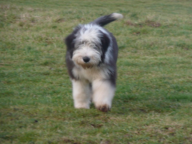 Denjoy a dream of Bear'd