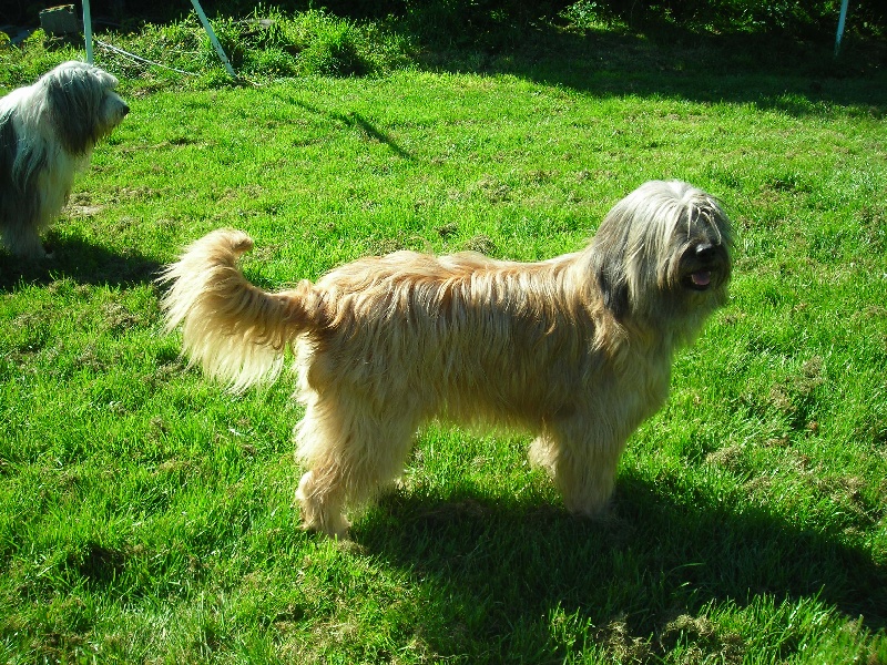 Kashka D'espinavessa