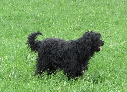 Calypso a dream of Bear'd