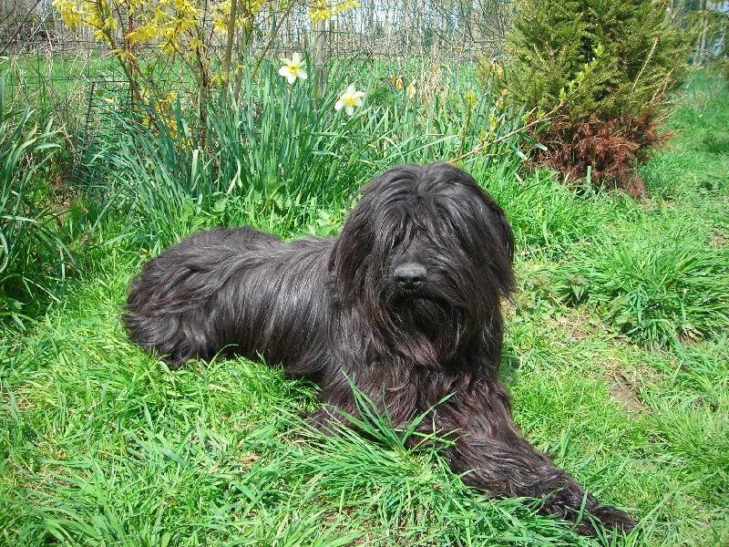 CH. Gaueko a dream of Bear'd