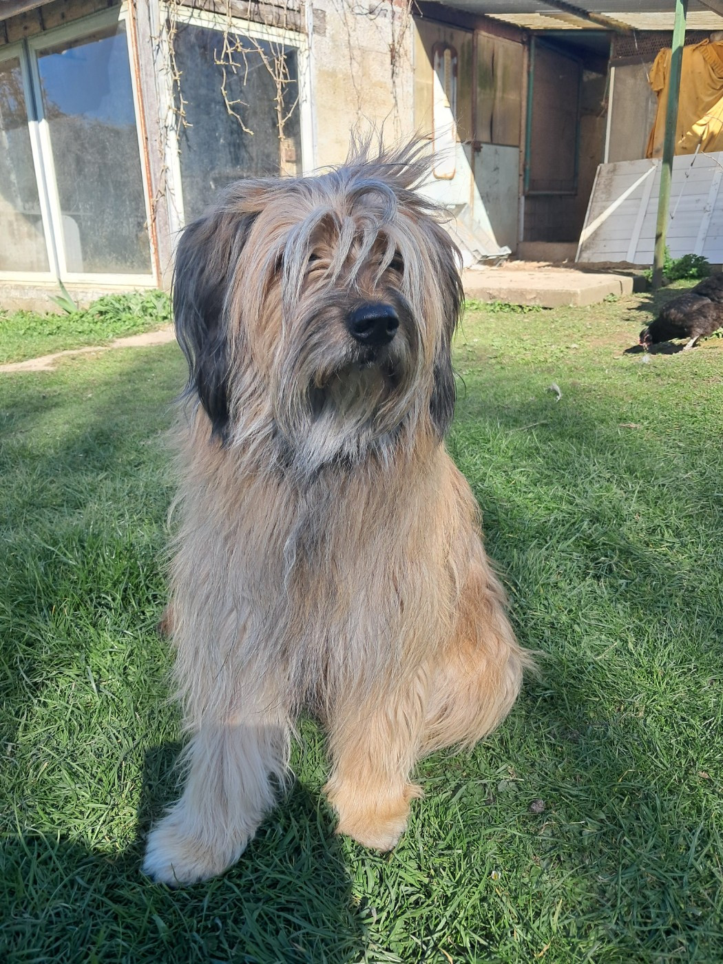 Shiwa a dream of Bear'd