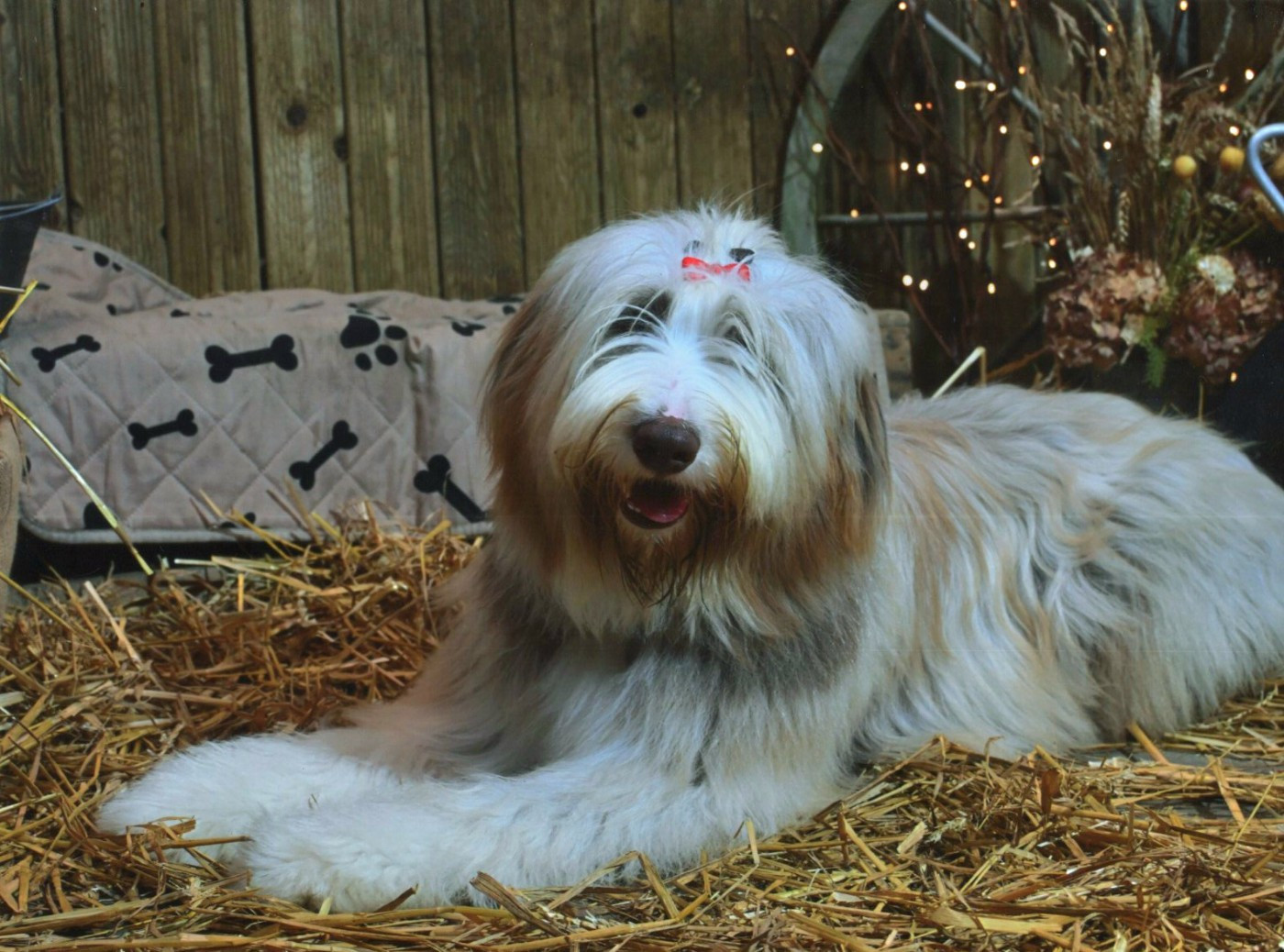 Alf a dream of Bear'd