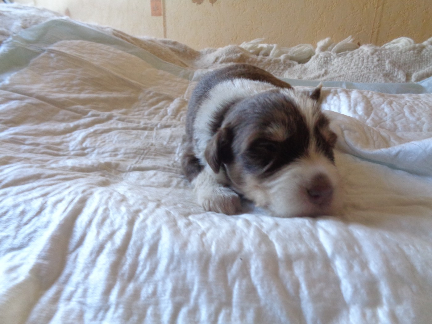 a dream of Bear'd - chiots