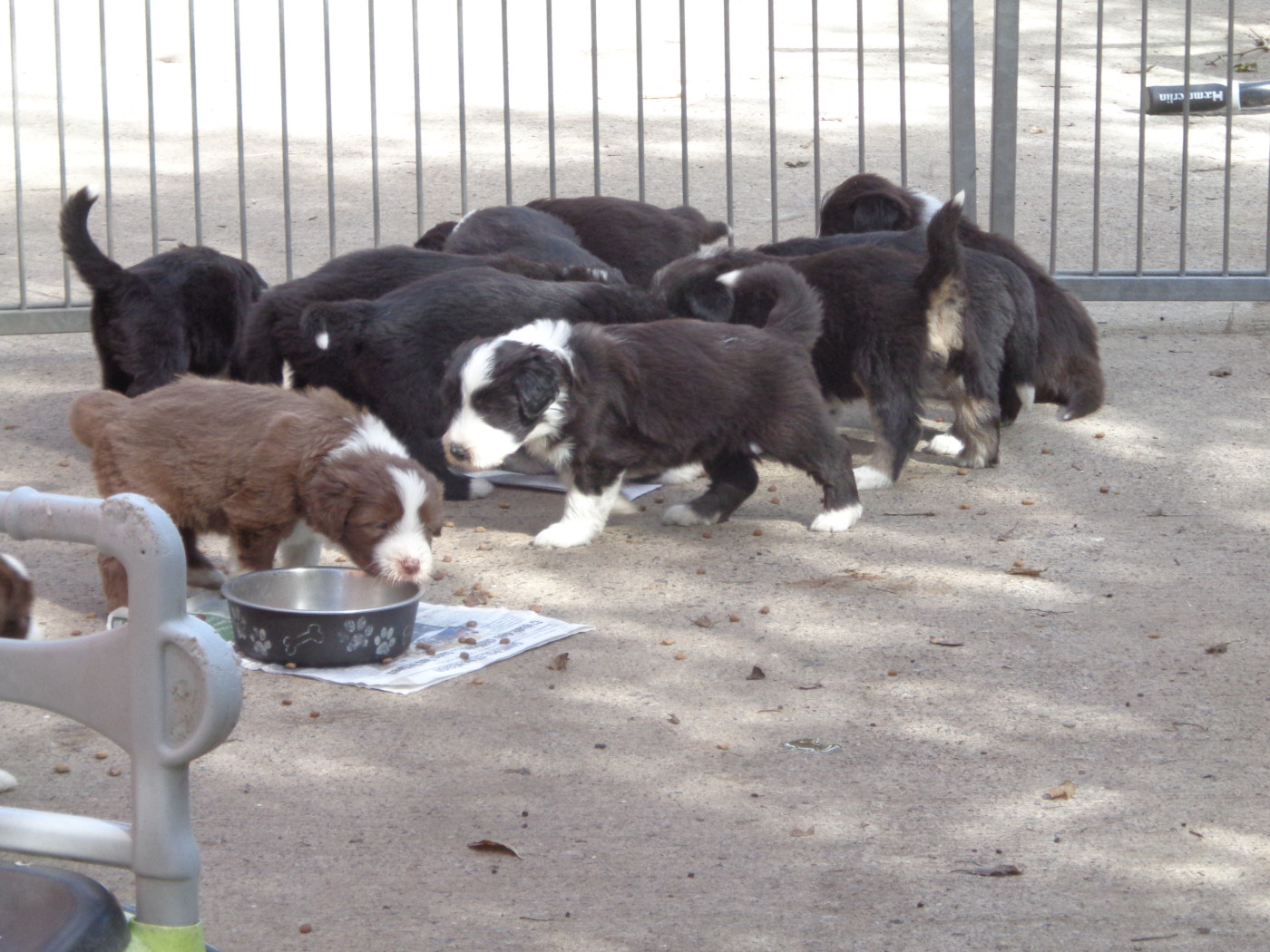a dream of Bear'd - chiots