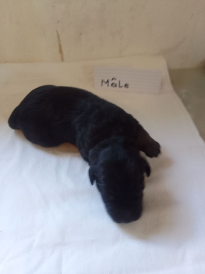 a dream of Bear'd - Chiots disponibles - Berger catalan
