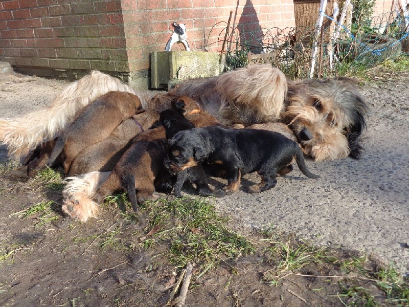 Chiot Berger catalan a dream of Bear'd
