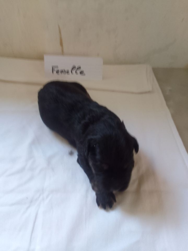 a dream of Bear'd - Chiots disponibles - Berger catalan