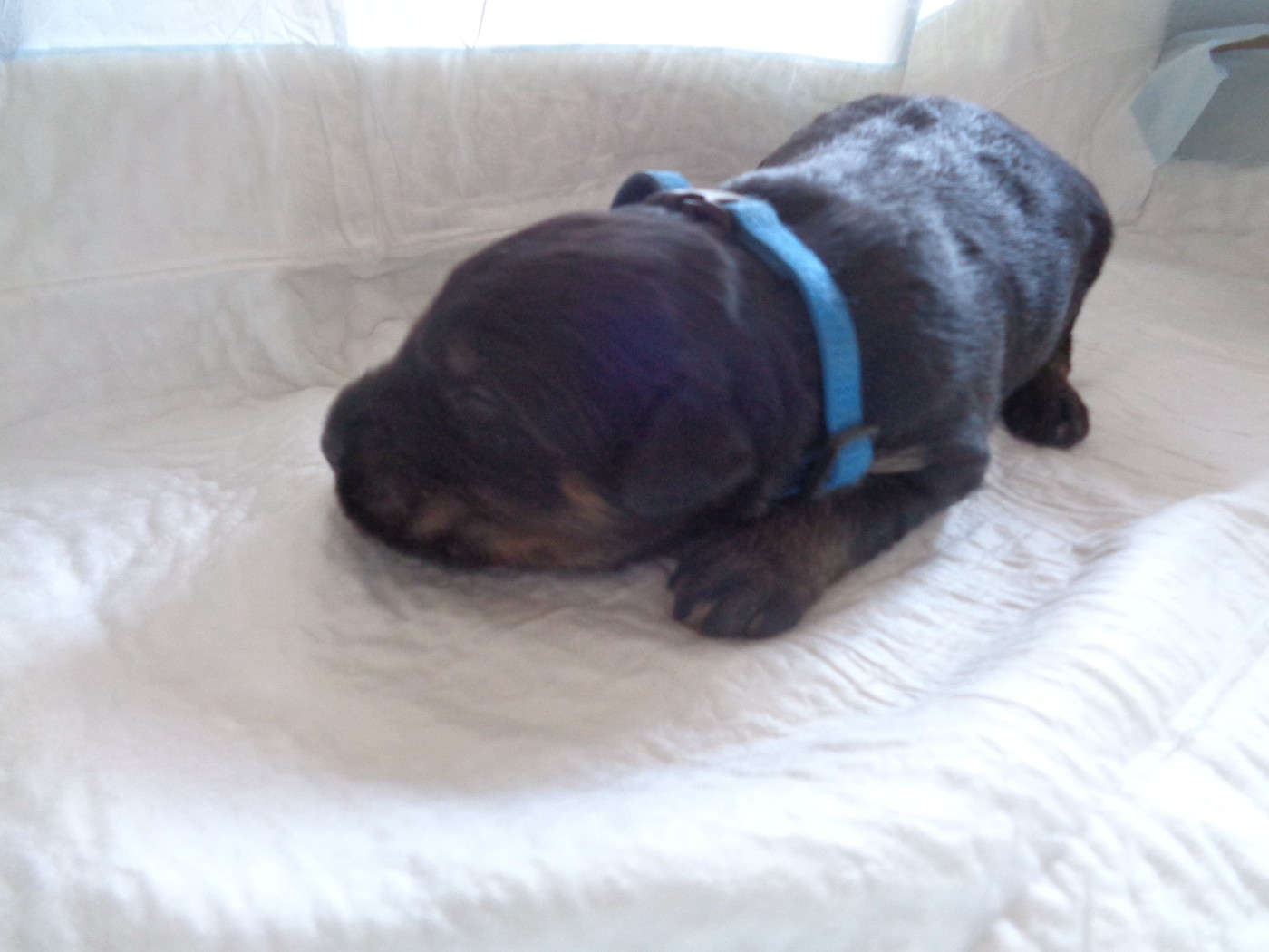 a dream of Bear'd - Chiots disponibles - Berger catalan