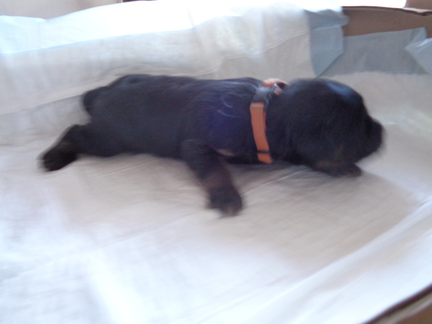 a dream of Bear'd - Chiots disponibles - Berger catalan