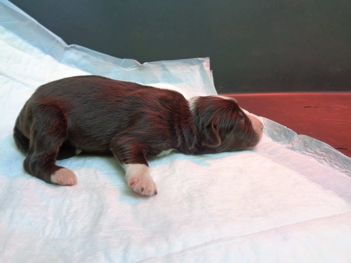 a dream of Bear'd - Chiots disponibles - Bearded Collie