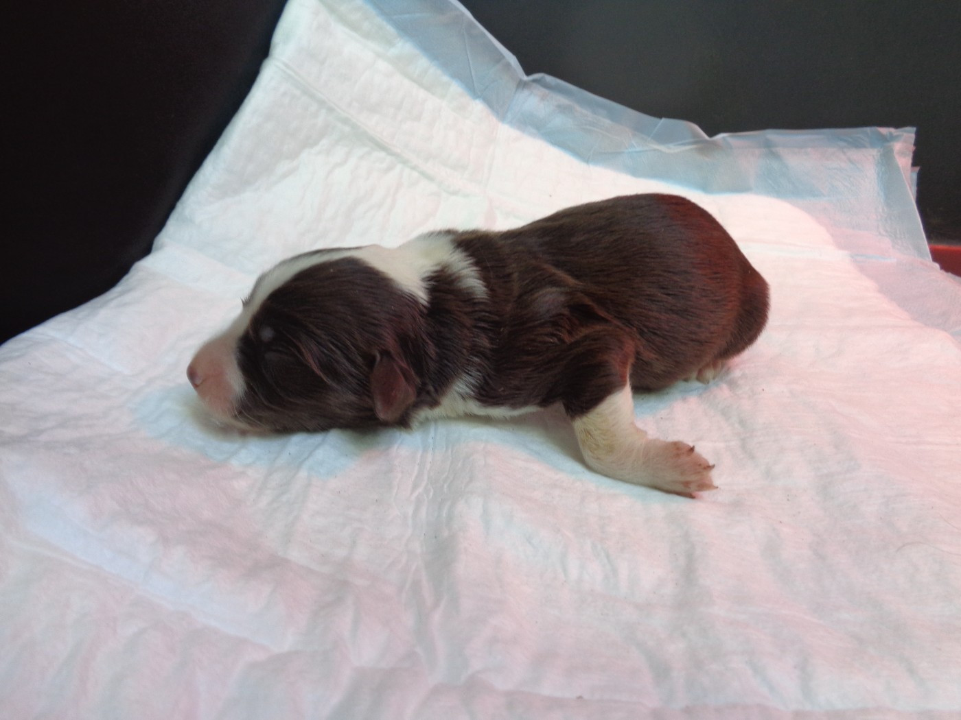 a dream of Bear'd - Chiots disponibles - Bearded Collie