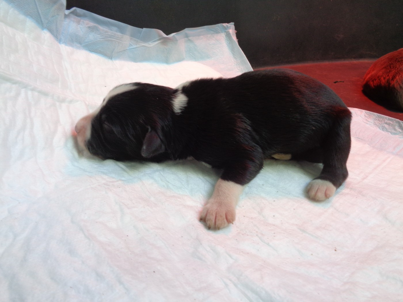 a dream of Bear'd - Chiots disponibles - Bearded Collie