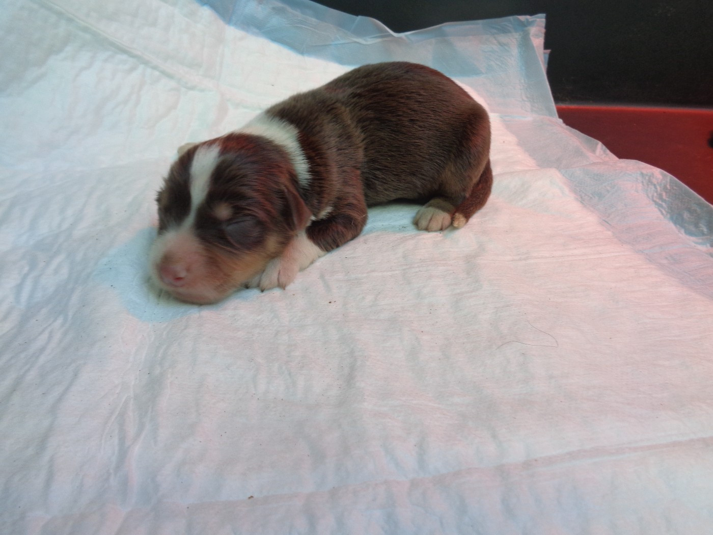 a dream of Bear'd - Chiots disponibles - Bearded Collie