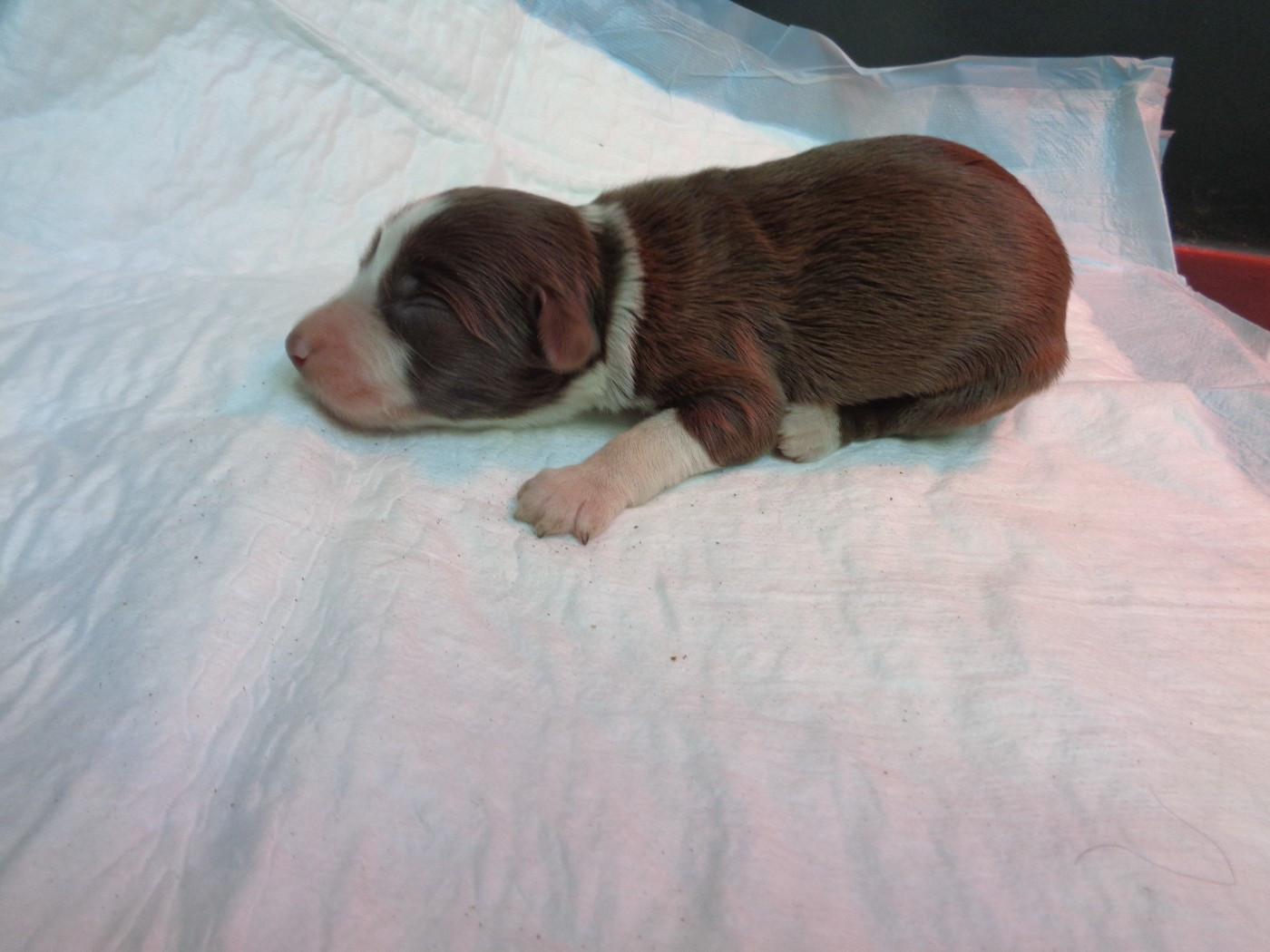 a dream of Bear'd - Chiots disponibles - Bearded Collie