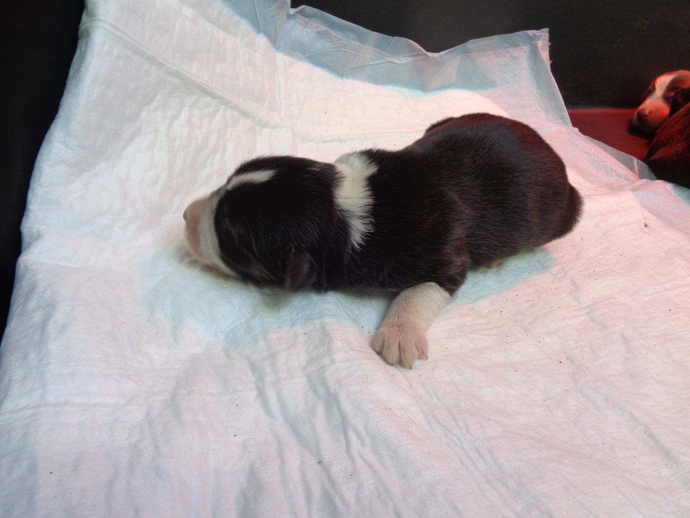 a dream of Bear'd - Chiots disponibles - Bearded Collie
