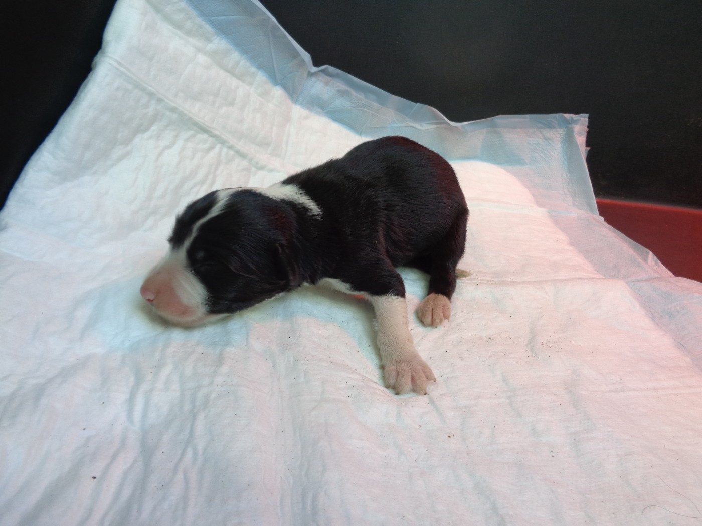 a dream of Bear'd - Chiots disponibles - Bearded Collie