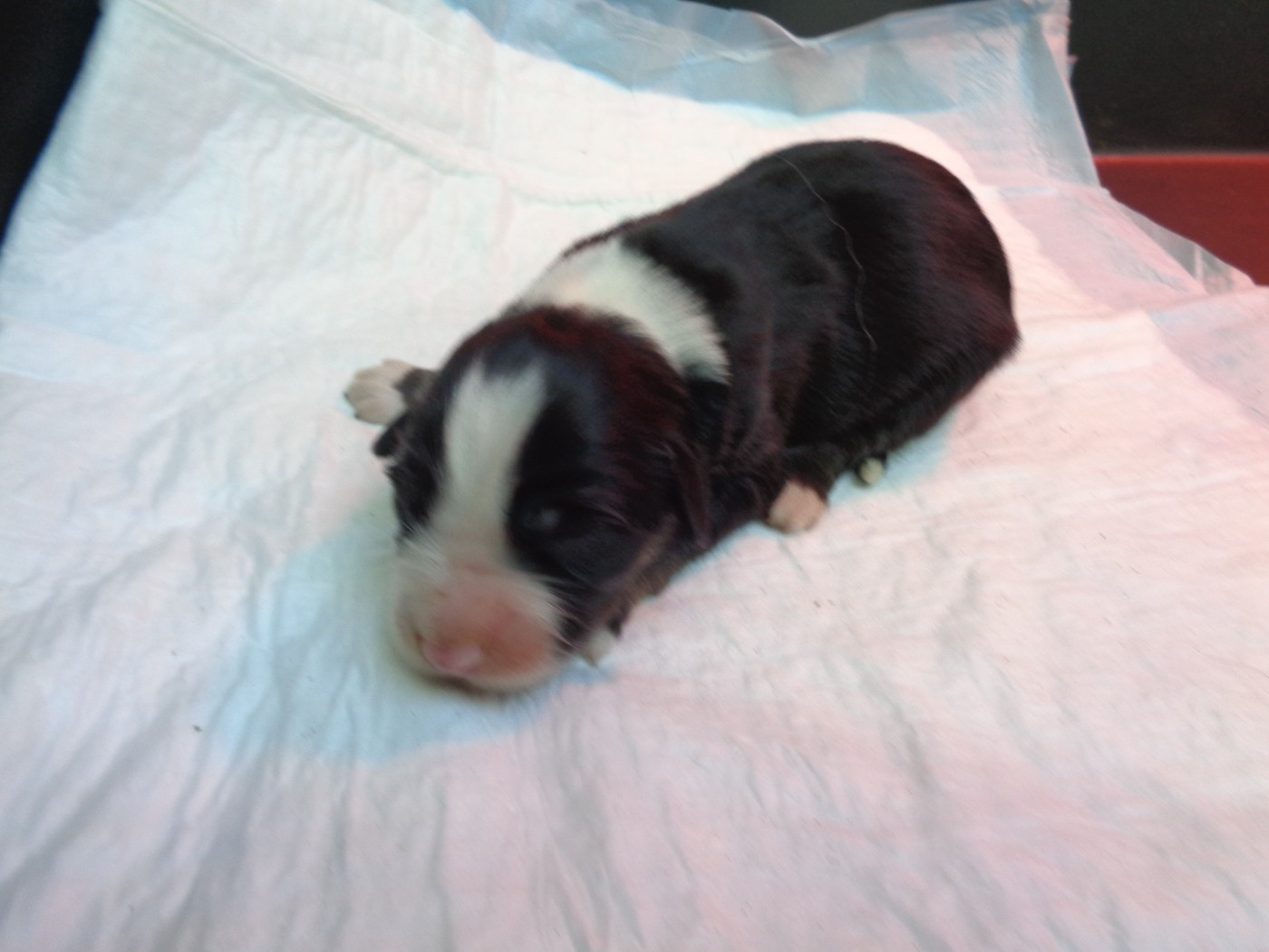 a dream of Bear'd - Chiots disponibles - Bearded Collie