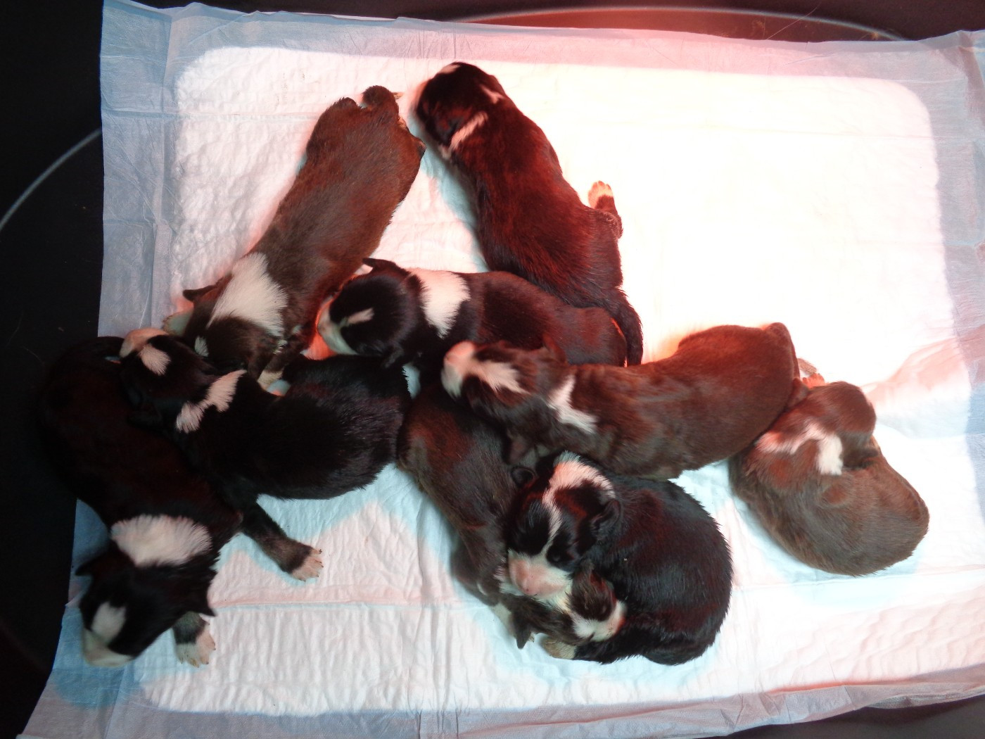 a dream of Bear'd - Bearded Collie - Portée née le 27/02/2026