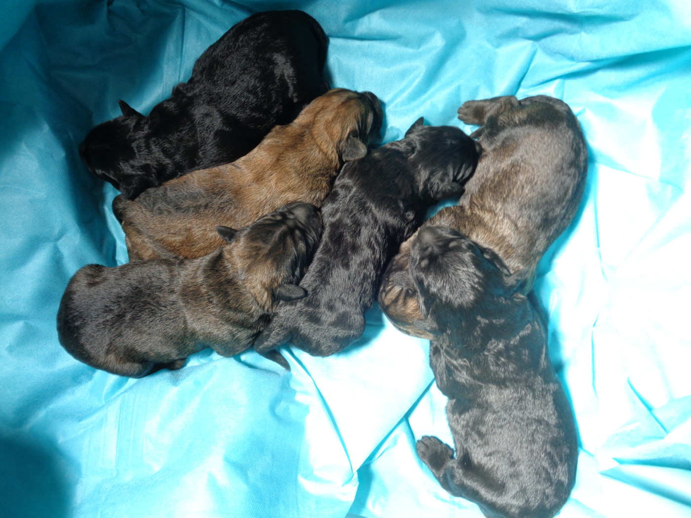 Chiot Berger catalan a dream of Bear'd