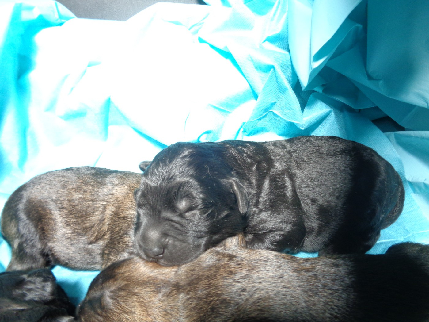 a dream of Bear'd - Chiots disponibles - Berger catalan