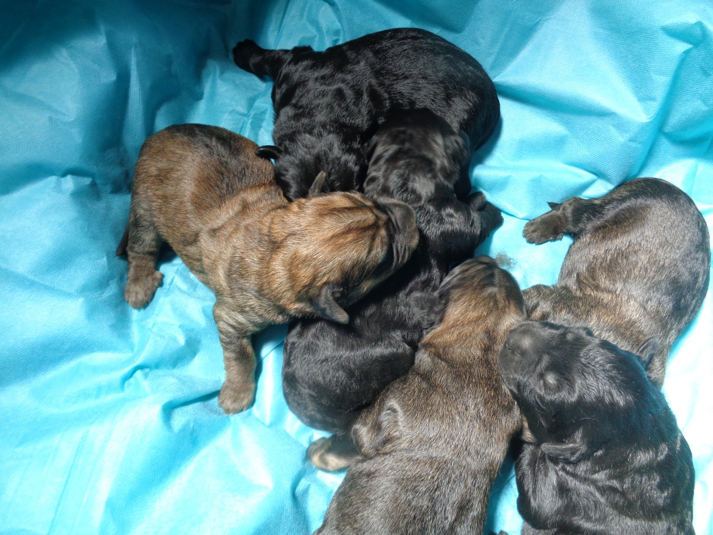 a dream of Bear'd - Chiots disponibles - Berger catalan