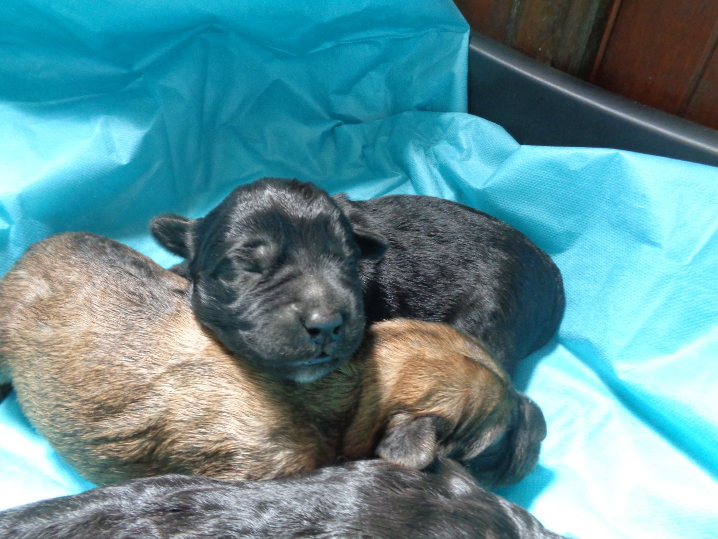 a dream of Bear'd - Chiots disponibles - Berger catalan