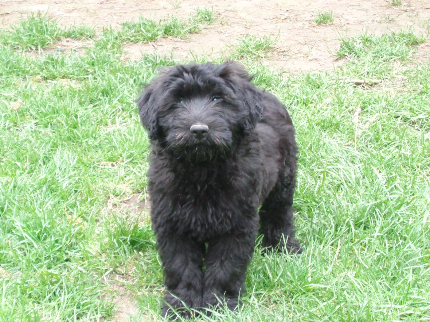 a dream of Bear'd - Chiots disponibles - Berger catalan