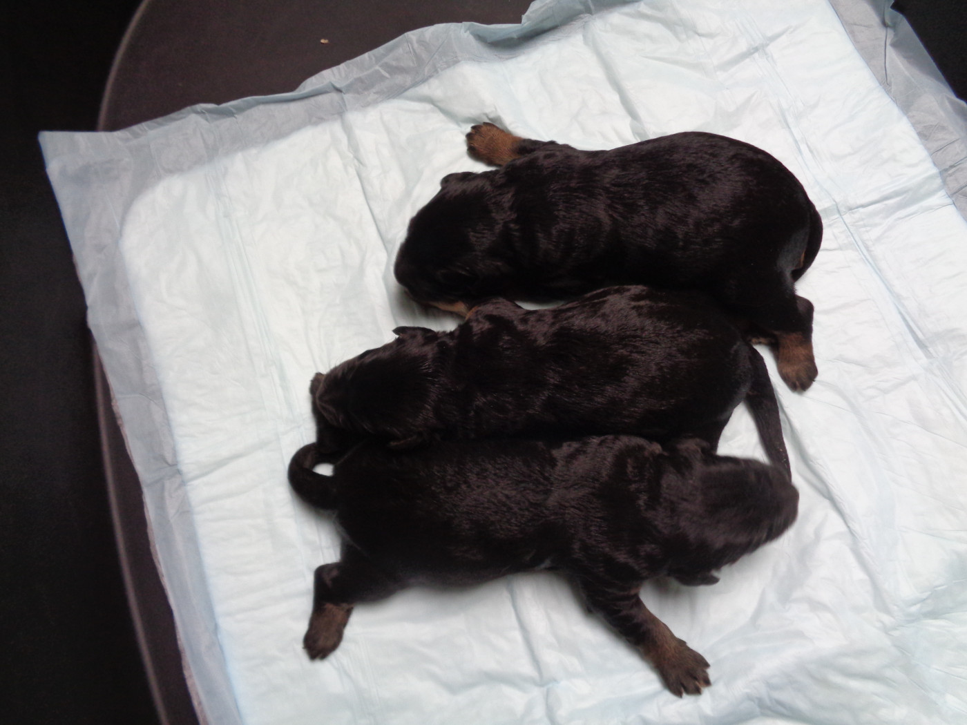 Chiot Berger catalan a dream of Bear'd