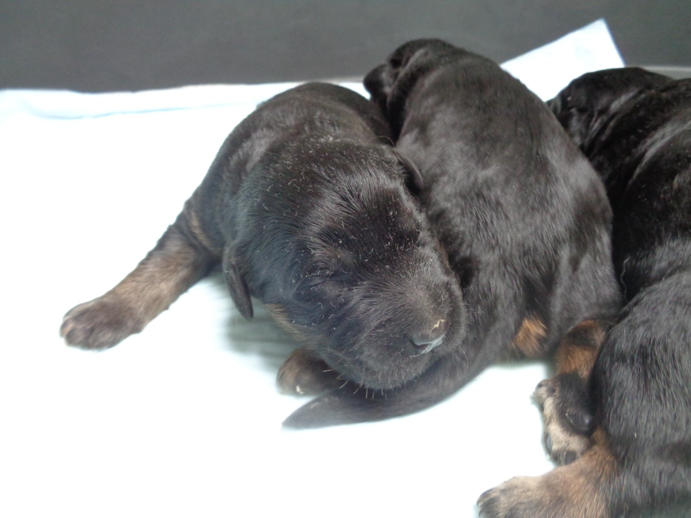a dream of Bear'd - Chiots disponibles - Berger catalan