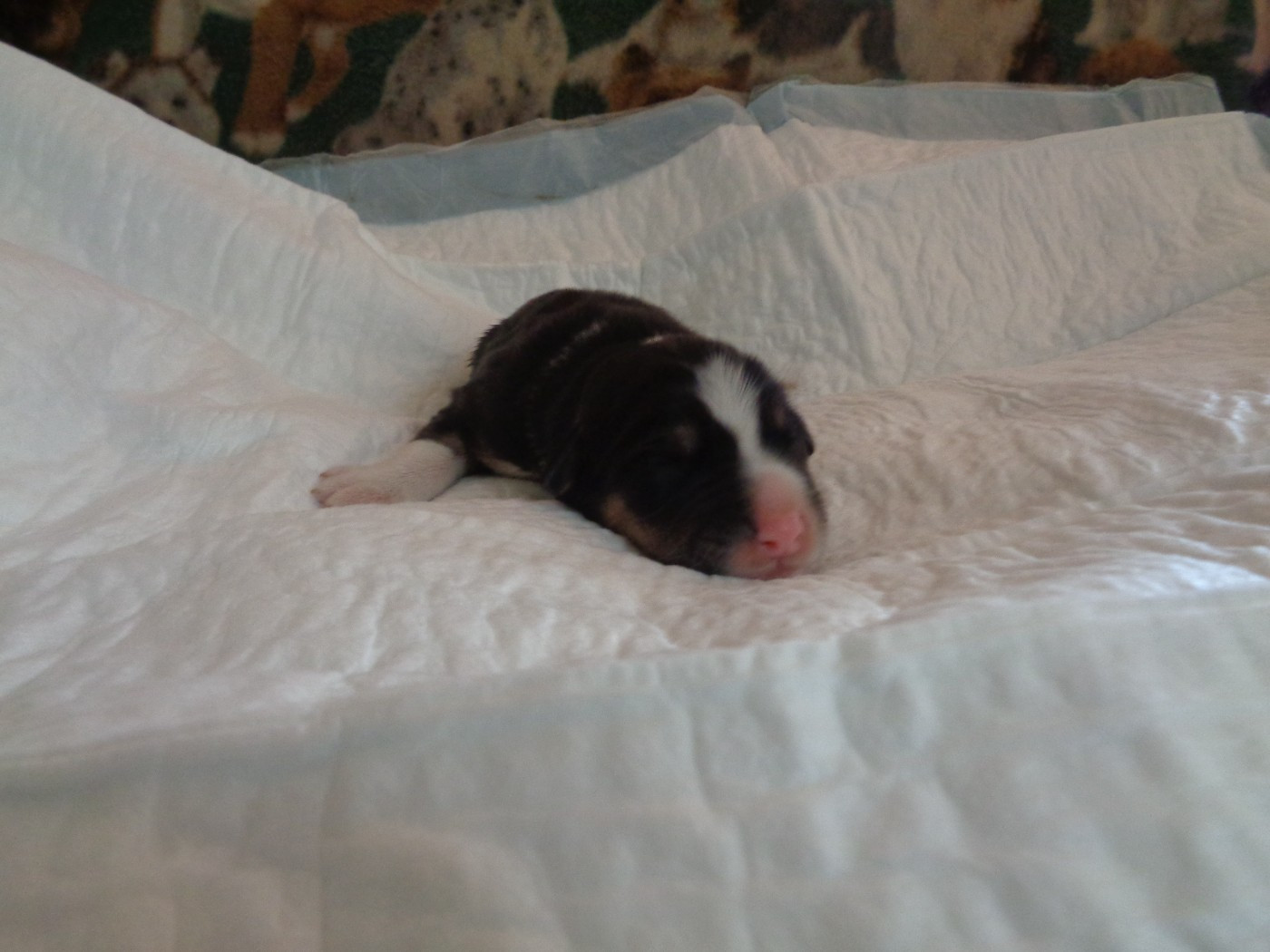a dream of Bear'd - Chiots disponibles - Bearded Collie