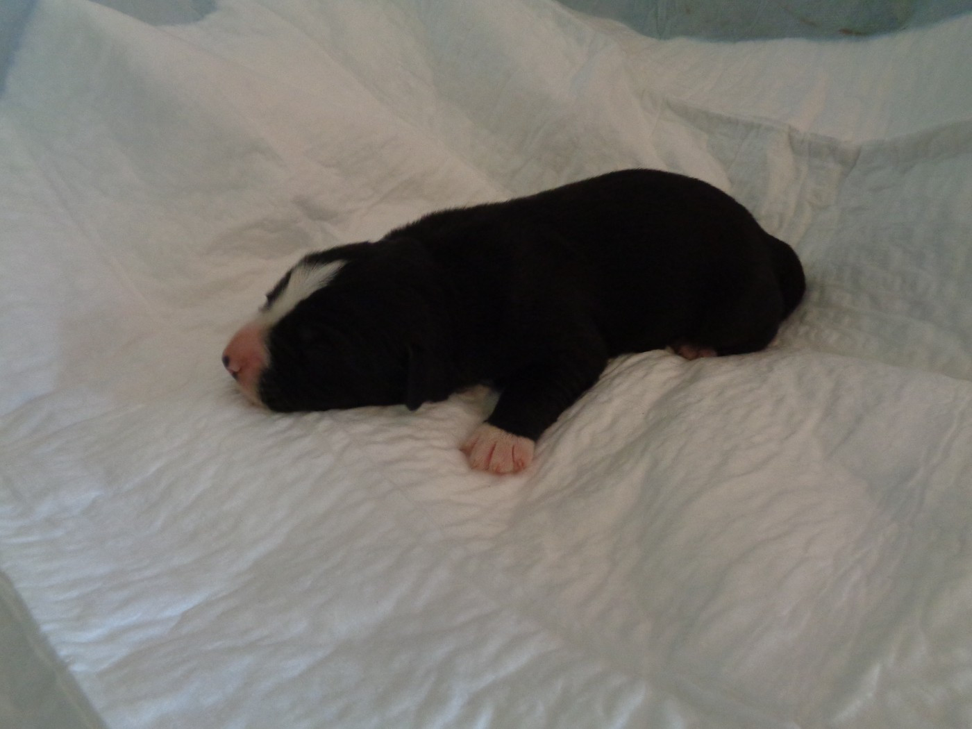a dream of Bear'd - Chiots disponibles - Bearded Collie
