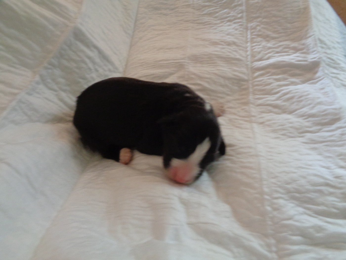 a dream of Bear'd - Chiots disponibles - Bearded Collie