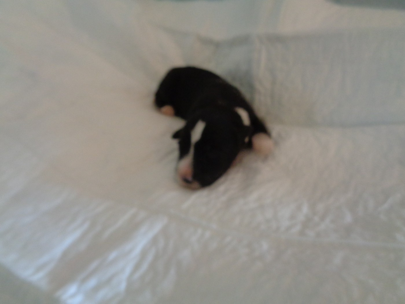 a dream of Bear'd - Chiots disponibles - Bearded Collie