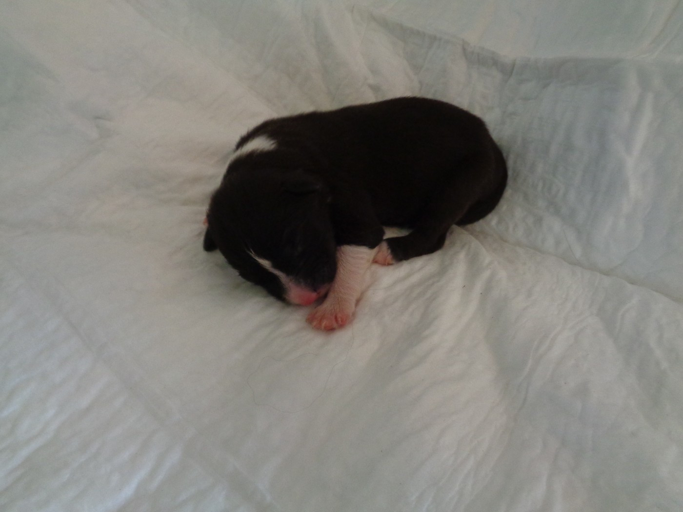 a dream of Bear'd - Chiots disponibles - Bearded Collie