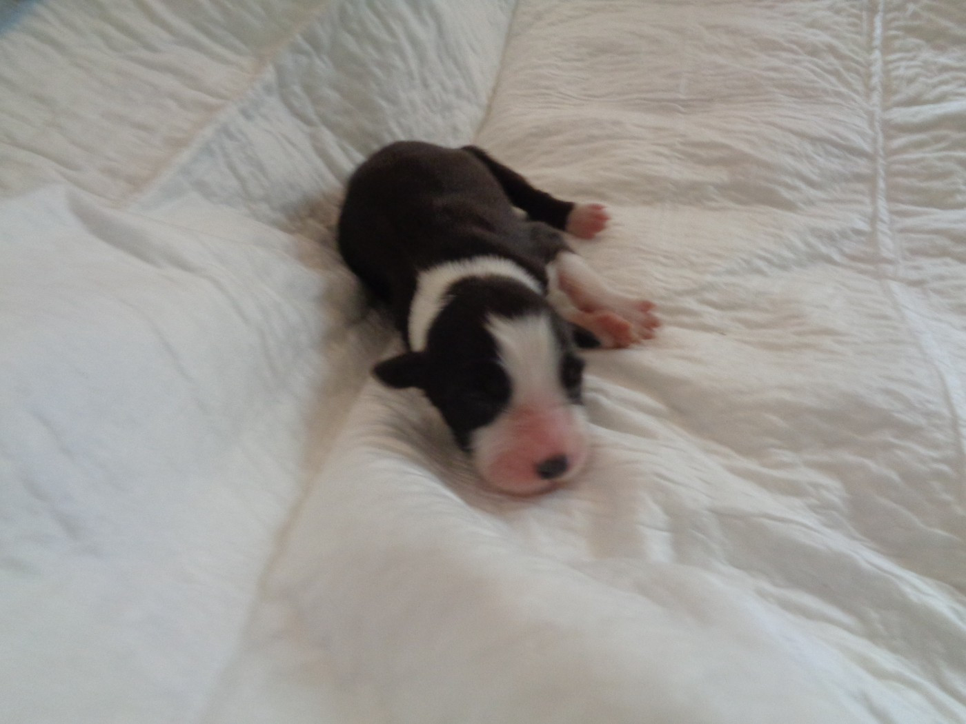 a dream of Bear'd - Chiots disponibles - Bearded Collie