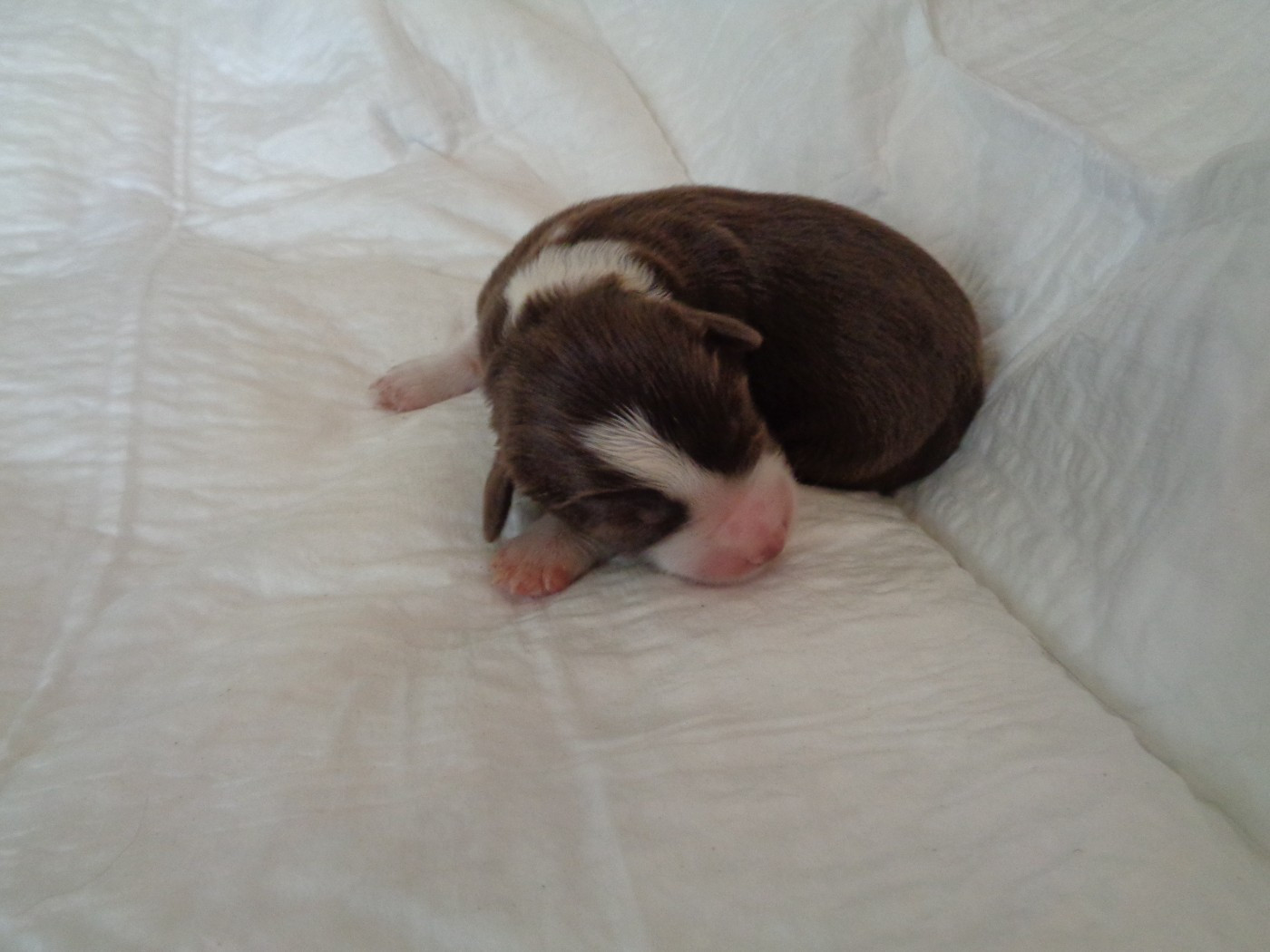 a dream of Bear'd - Chiots disponibles - Bearded Collie