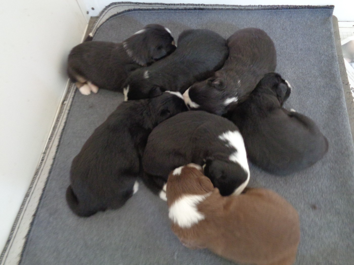 a dream of Bear'd - Bearded Collie - Portée née le 30/08/2026